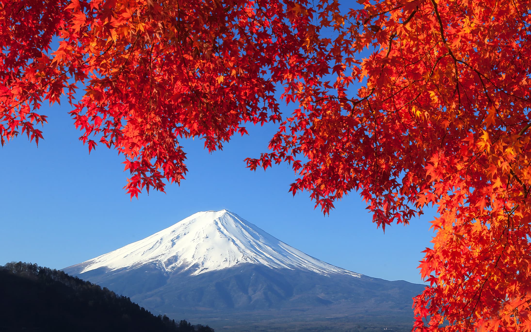 Monte Fuji nevado emoldurado por folhagens vermelhas de outono