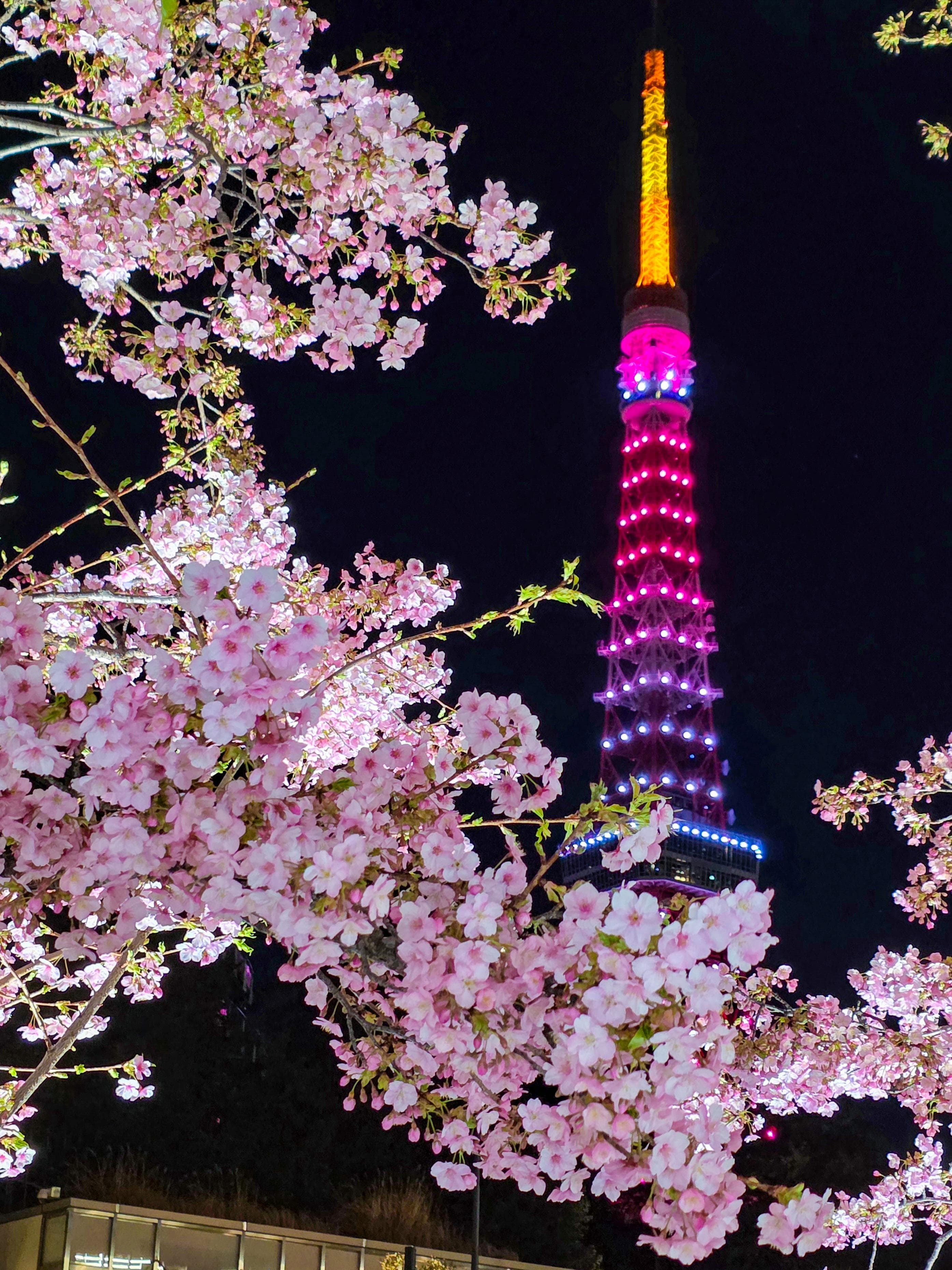Torre de Tóquio entre flores de cerejeira (sakura) à noite